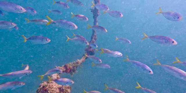 West Palm Beach Jet Snorkel Tour with Videos - Image 4
