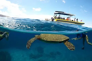 Lanai Snorkel and Dolphin Encounter 4 hr
