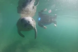 Crystal River Manatee Snorkel Tour with Free Photos