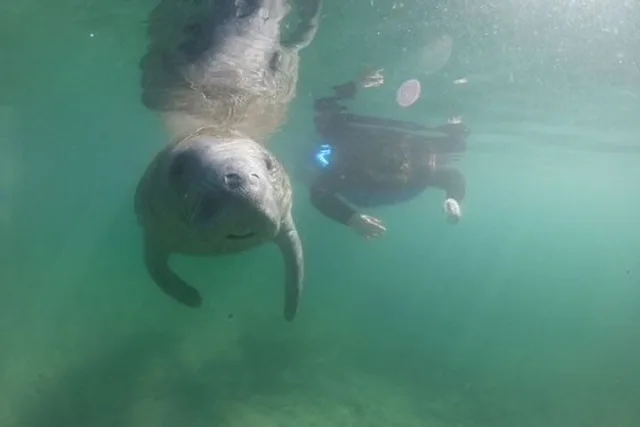 Crystal River Manatee Snorkel Tour with Free Photos - Image 1