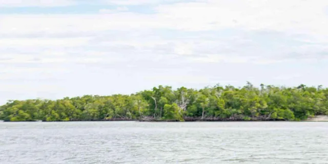 Naples 10,000 Islands Boat and Wildlife Tour 3 hr - Image 3
