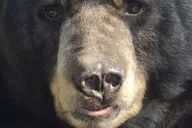 Ketchikan Bear Viewing Tour by Land and Sea thumbnail 4