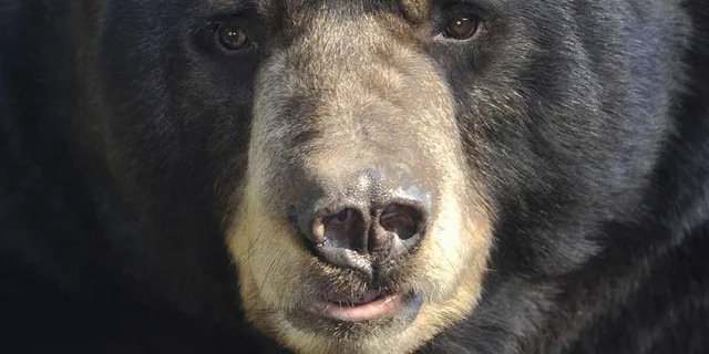 Ketchikan Bear Viewing Tour by Land and Sea - Image 4