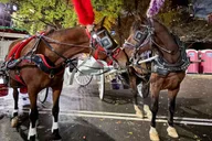 New York Central Park Horse Carriage Ride thumbnail 6