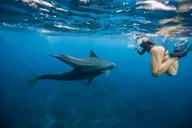 West Oahu Dolphin and Turtle Swim Tour thumbnail 2