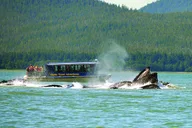 Juneau Whale Watching Adventure thumbnail 3