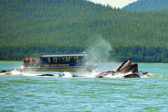 Juneau Whale Watching Adventure - Image 3