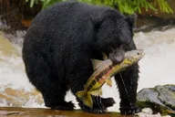 Ketchikan Wildlife Safari and Sightseeing Tour thumbnail 2