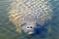 St. Augustine Dolphin and Wildlife Boat Tour thumbnail 3