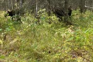 Anchorage Chugach State Park Nature Walk thumbnail 2
