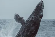 Monterey Whale Watching Tour thumbnail 4