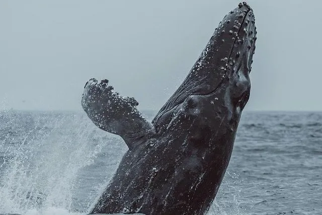 Monterey Whale Watching Tour - Image 4