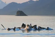 Juneau Whale Watching and Mendenhall Glacier Tour thumbnail 1