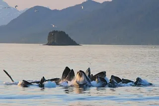 Juneau Whale Watching and Mendenhall Glacier Tour