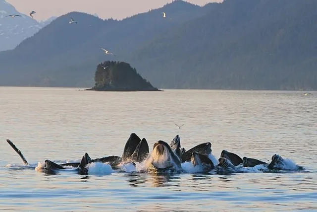 Juneau Whale Watching and Mendenhall Glacier Tour - Image 1