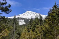 Seattle Mount Rainier National Park Day Tour thumbnail 6