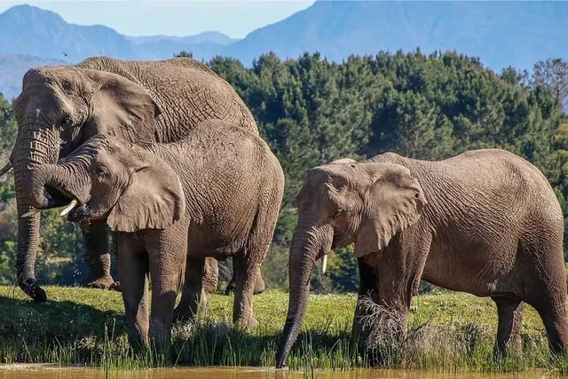 Cape Town Garden Route Safari Adventure 7 Days - Image 1