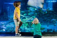 San Antonio SEA LIFE Aquarium and LEGOLAND Discovery Center thumbnail 4