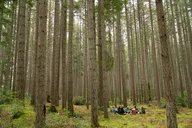 Bainbridge Island Serenity Forest Hike thumbnail 2