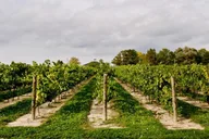 Niagara Wine Tour and Tasting thumbnail 6