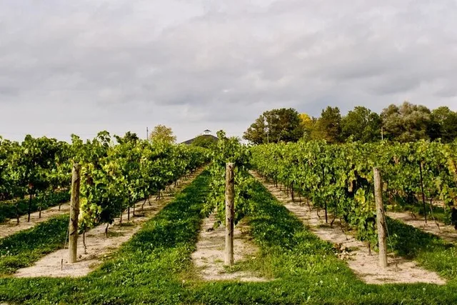 Niagara Wine Tour and Tasting - Image 6