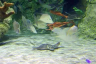 Austin Aquarium Entry Ticket thumbnail 5