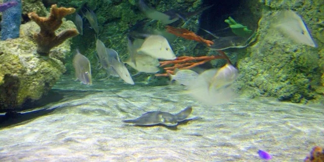 Austin Aquarium Entry Ticket - Image 5