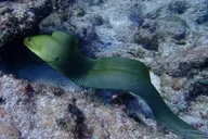 Key Largo Coral Reef Snorkel Trip thumbnail 5