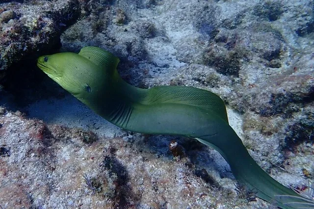 Key Largo Coral Reef Snorkel Trip - Image 5
