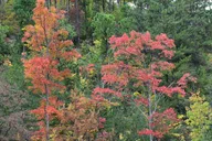 Pigeon Forge Trees of Many Colors Tour thumbnail 3