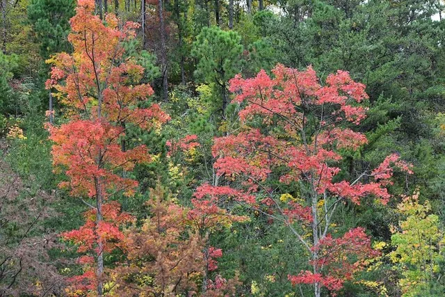 Pigeon Forge Trees of Many Colors Tour - Image 3