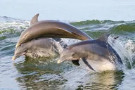 Everglades Wildlife Eco Tour thumbnail 3