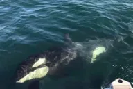 Hoonah Whale Watching Tour thumbnail 5