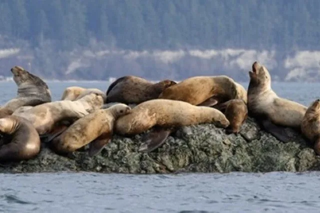 Port Townsend Wildlife Watching Cruise 3 hr - Image 2
