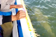 Cocoa Beach Dolphin Sightseeing Tour 2 hr thumbnail 3