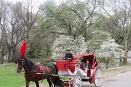 New York City Central Park Horse Carriage Ride thumbnail 6
