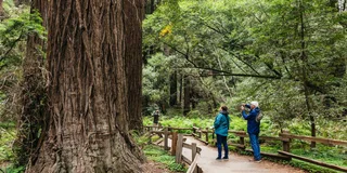 San Francisco Muir Woods and Wine Tour
