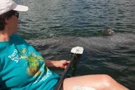 Sarasota Mangrove Tunnel Kayak Tour thumbnail 3