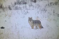 Gardiner Yellowstone Wildlife Guided Tour 7 hr thumbnail 2