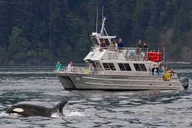 Anacortes Whale Watching Tour thumbnail 1