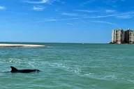 Marco Island Wild Dolphin Tour thumbnail 4
