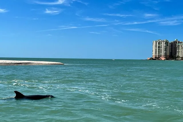 Marco Island Wild Dolphin Tour - Image 4