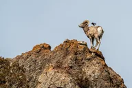 Yellowstone Wildlife Photography Tour thumbnail 4