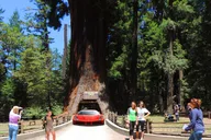San Francisco Redwood National Park Tour 2-Day thumbnail 6