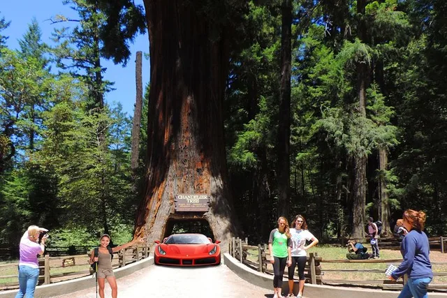 San Francisco Redwood National Park Tour 2-Day - Image 6