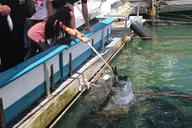 Miami Tarpon Fish Feeding Experience thumbnail 2