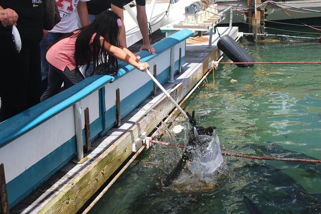 Miami Tarpon Fish Feeding Experience - Image 2