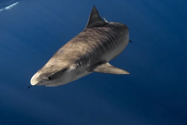 Oahu Shark Diving and Snorkeling - Image 5