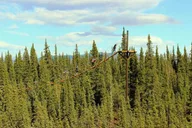 Denali Zipline Adventure thumbnail 3