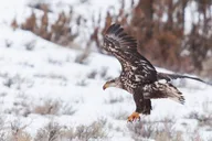 Gardiner Yellowstone Winter Wildlife Safari thumbnail 3